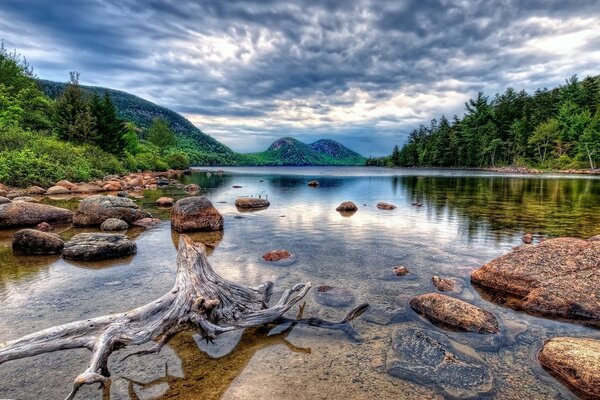 Hermoso paisaje. Lago en el bosque