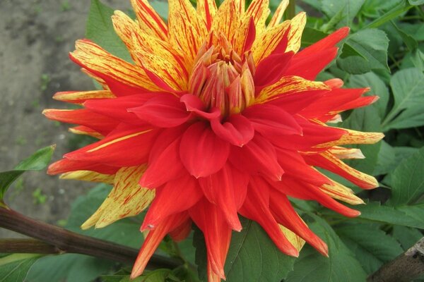 Summer orange flower in the garden