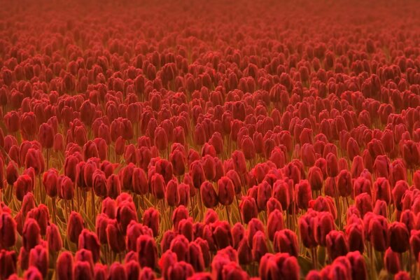 A large field with red tulips