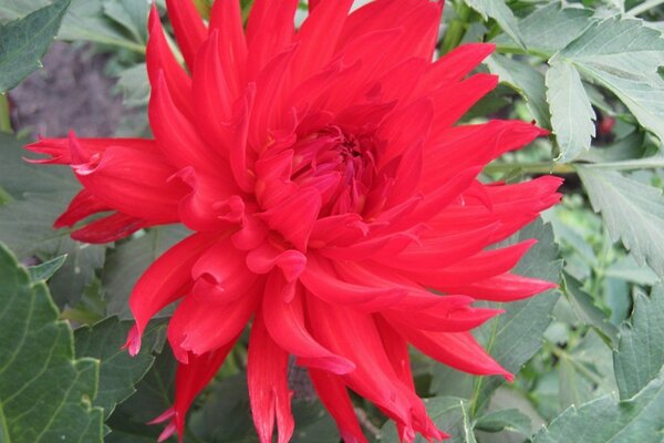 Red flower on a background of leaves