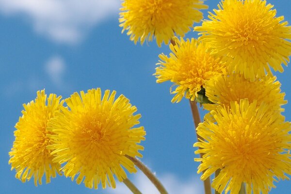 Summer flower dandelion beautiful nature