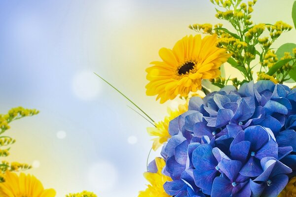 Schöne Farben auf einem einfarbigen Hintergrund. Gelbe und blaue Blüten