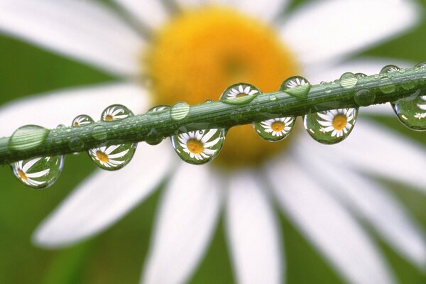 Chamomile in dew drops on the trunk of the plant