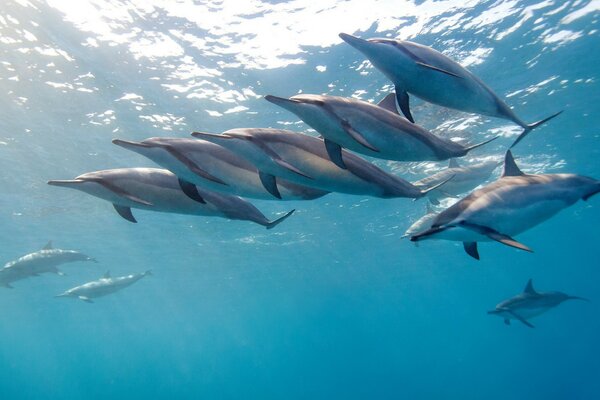 Los delfines se divierten en las aguas transparentes del océano