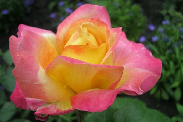 Die Rose im Garten ist rosa und gelb