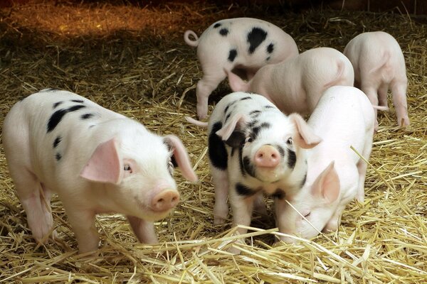 Süße Ferkel werden mit frischem Heu gefrühstückt