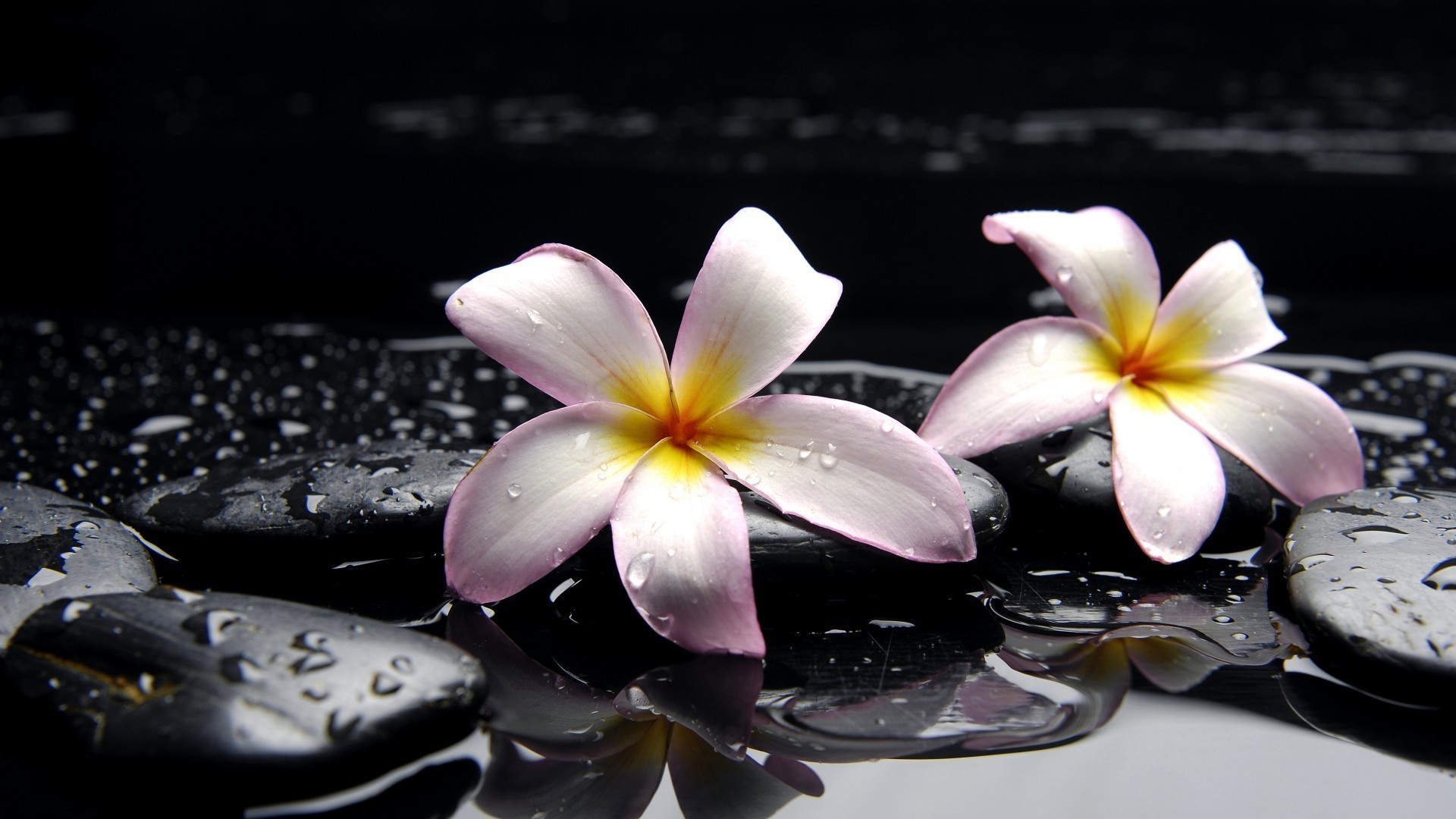 Орхидея камни вода растительность без смс