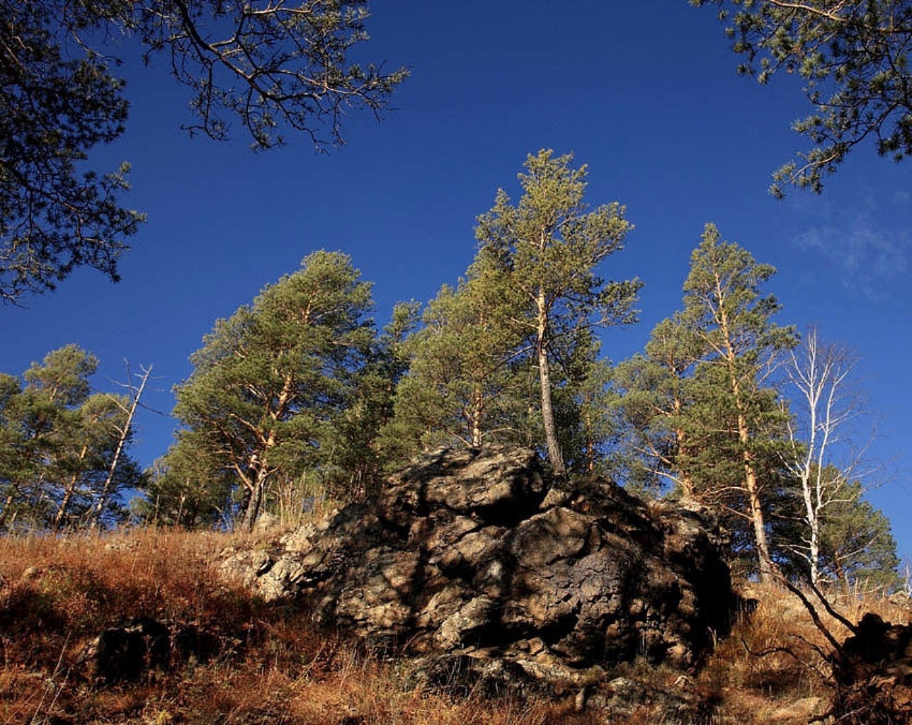 trees tree wood nature landscape outdoors pine sky conifer travel mountain evergreen scenic environment park