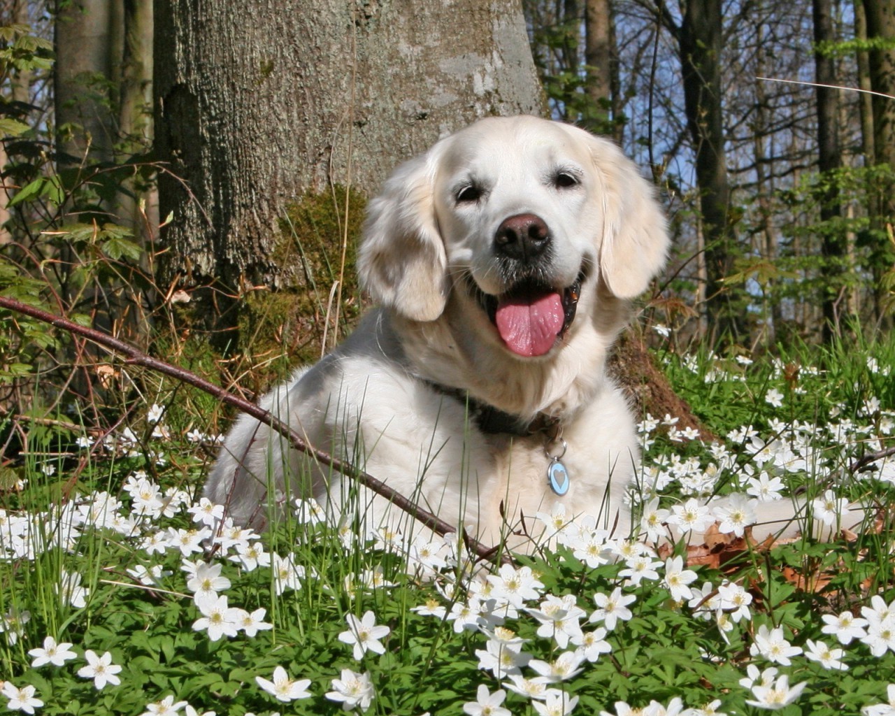 cani cane canino carino animale domestico animale mammifero domestico cucciolo retriever adorabile piccolo pedigree ritratto erba razza anteprima giovane purosangue natura sedersi