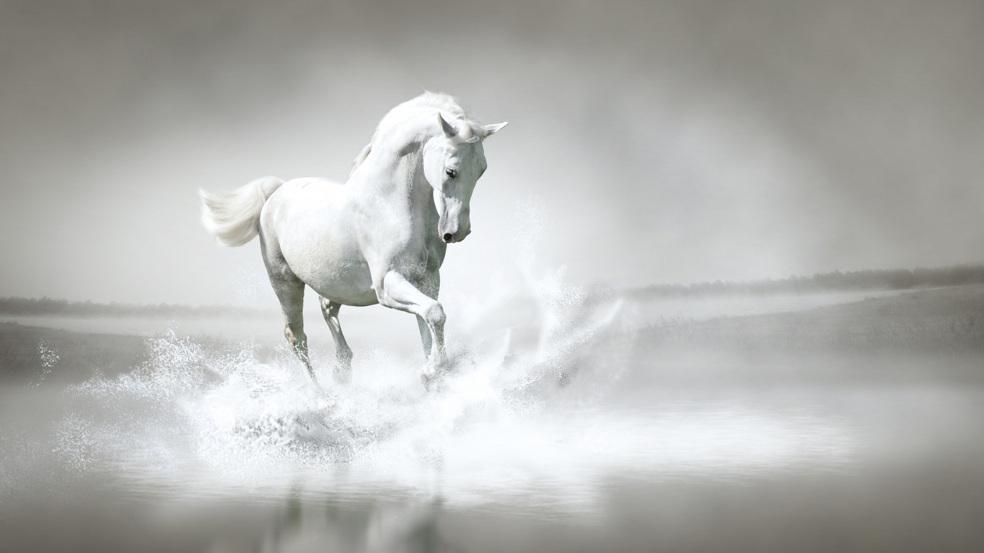 horses cavalry mare horse equine mammal stallion monochrome blur winter equestrian outdoors one snow animal nature farm water mustang fast