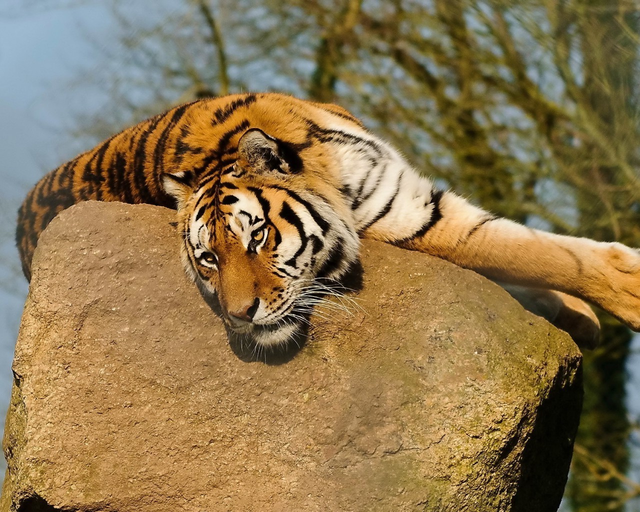 kaplanlar kaplan kedi yaban hayatı yırtıcı hayvan şerit sibirya tehlike memeli et yiyen kaplan avcı saldırganlık büyük kaplan seyir hayvanat bahçesi orman safari kızgın avcılık