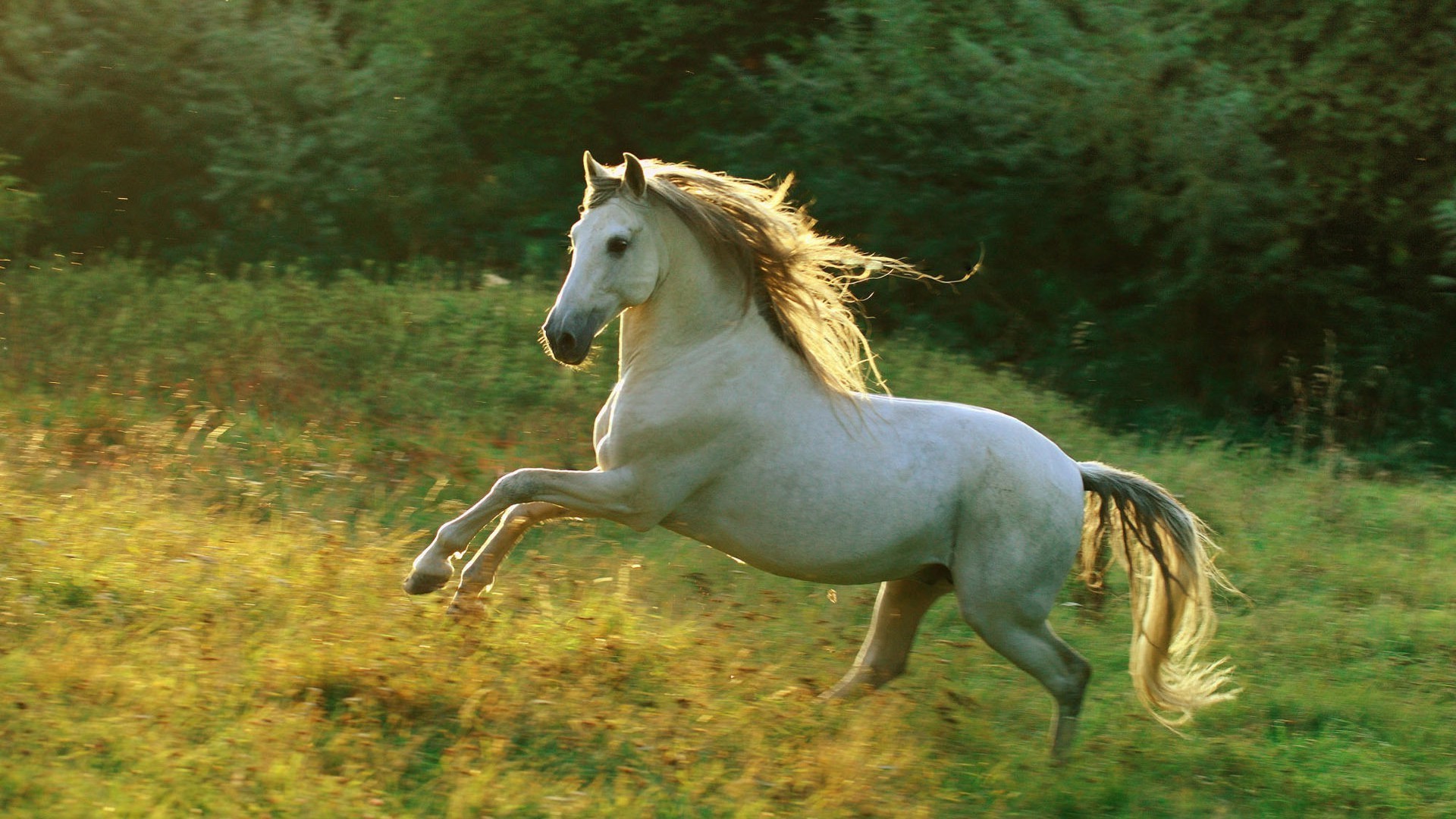 cavalos cavalaria cavalo mamífero mare garanhão criação de cavalos equestre manet pônei ao ar livre animal grama natureza um dois sentado