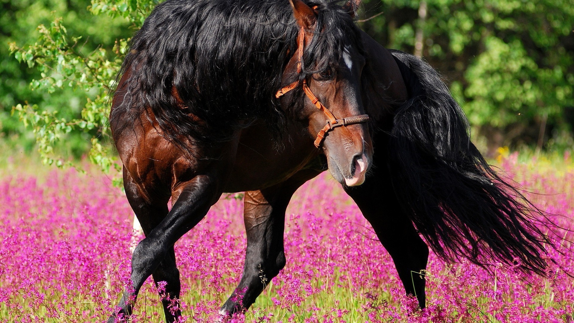 pferde natur gras tier im freien feld säugetier heuhaufen pferd bauernhof hengst