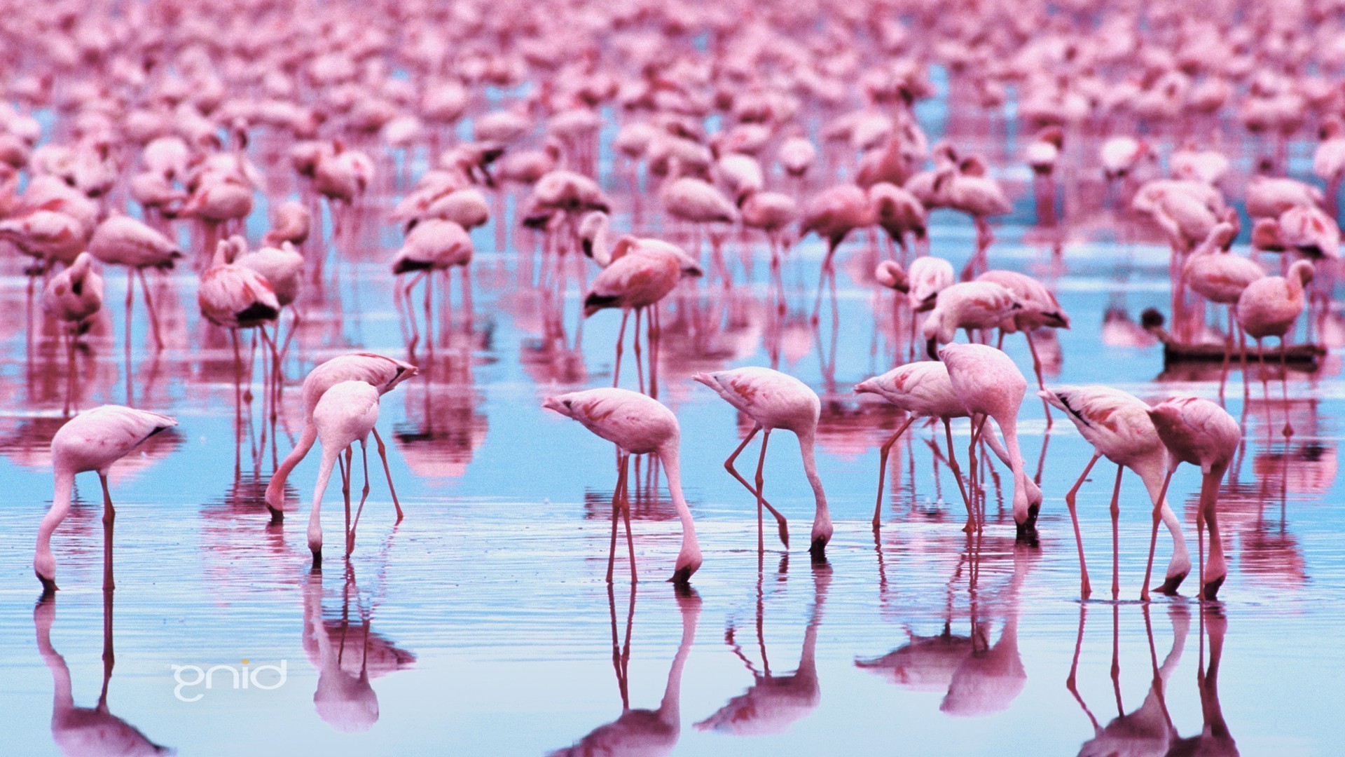 animaux flamants roses nature sauvage en plein air la faune