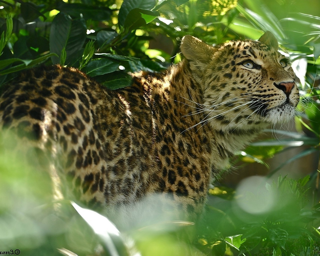 animaux chat faune mammifère léopard zoo prédateur nature animal sauvage chasseur fourrure jungle mangeur de viande safari panthère grand portrait chasse danger tigre