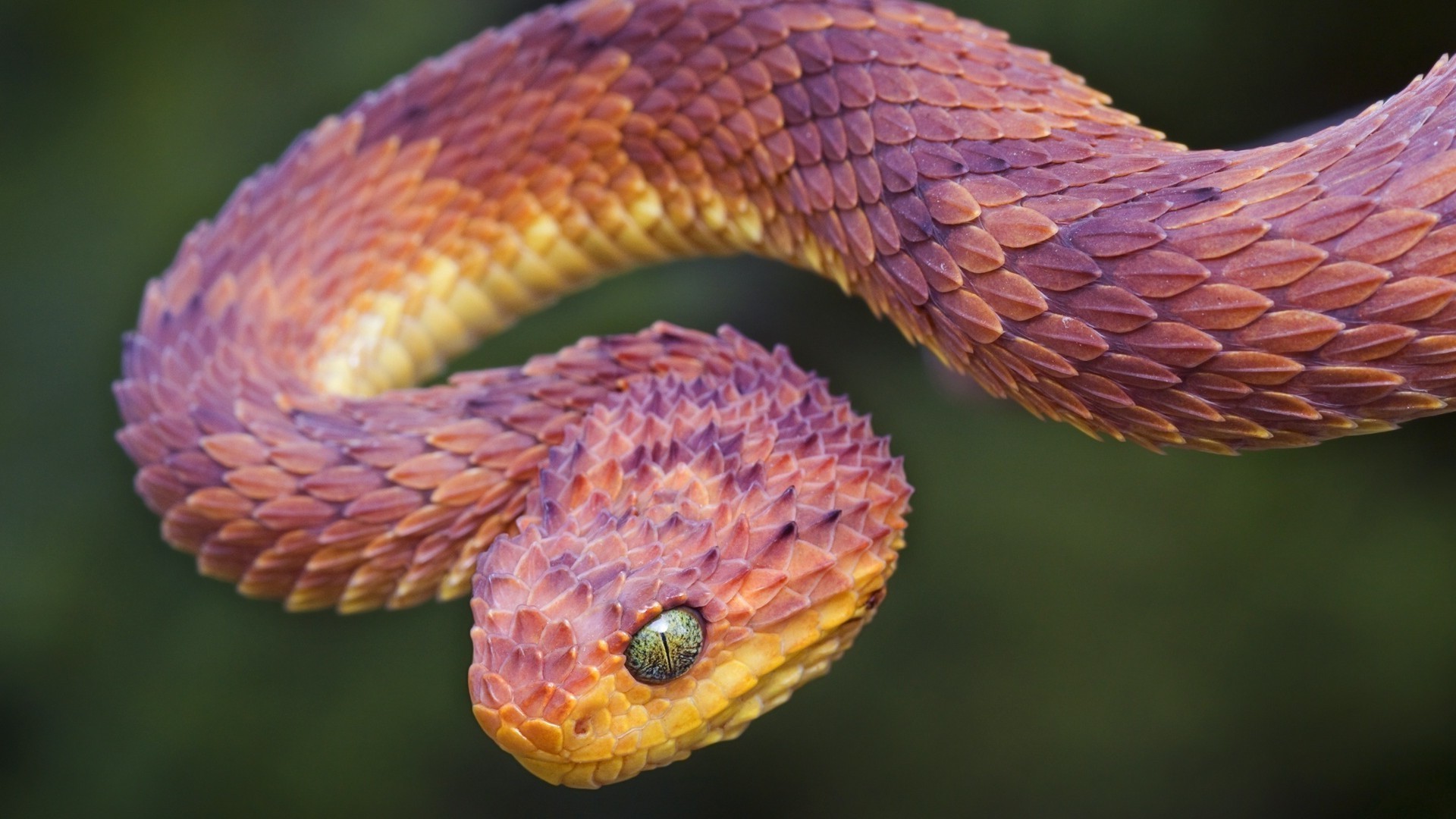 animais cobra réptil vida selvagem viper natureza boa animal veneno exótico venom python biologia árvore cobra zoologia cor selvagem