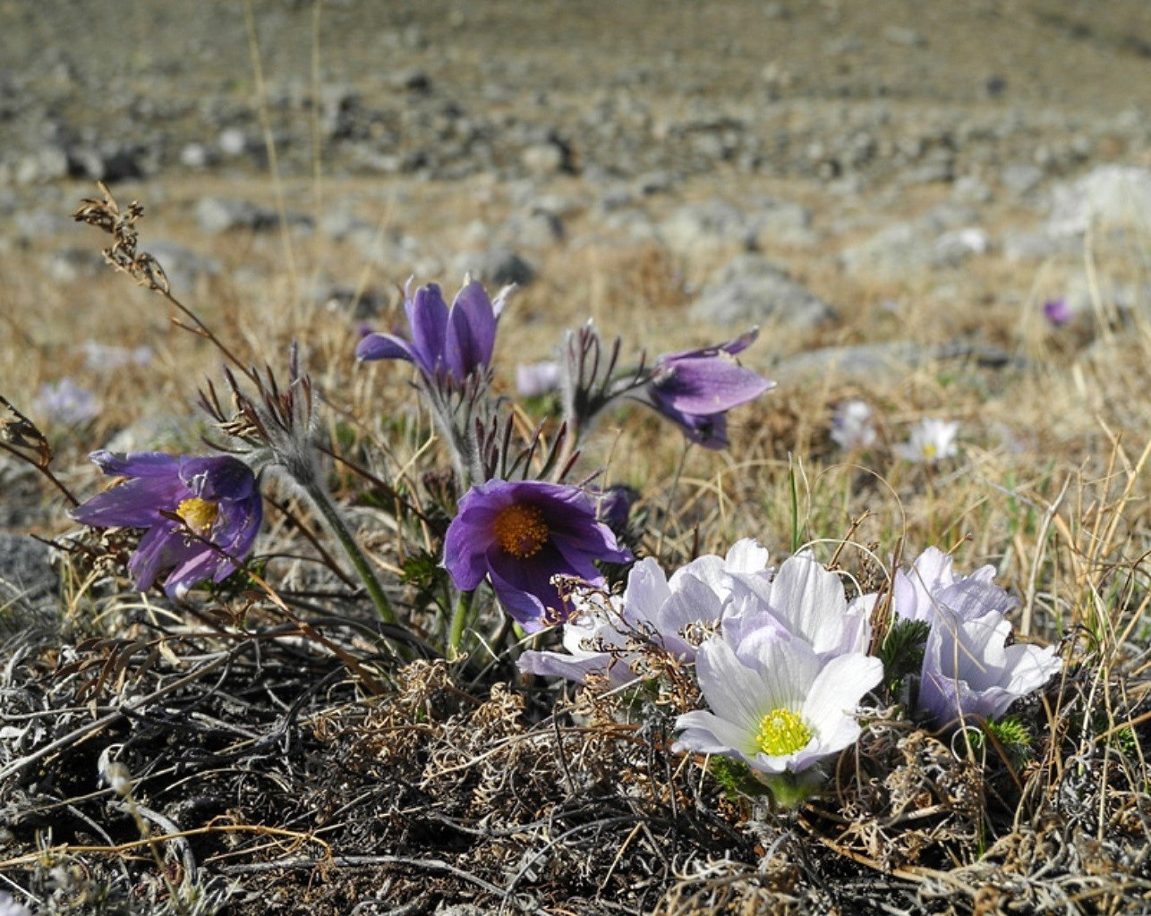 flowers flower nature flora blooming hayfield grass season crocus floral field violet summer garden petal close-up color outdoors ground leaf fair weather