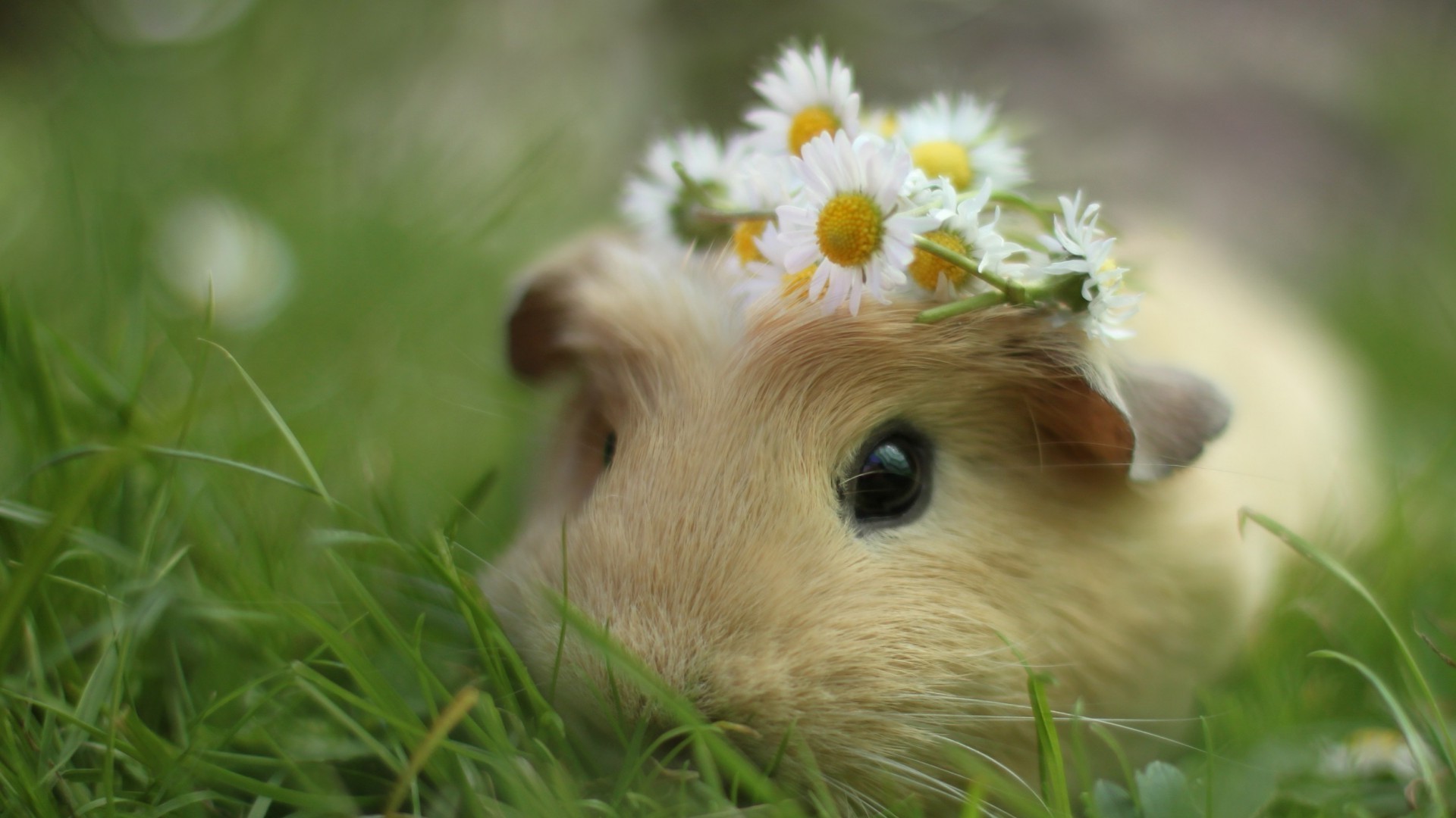 rabbits grass nature little cute outdoors animal summer hayfield