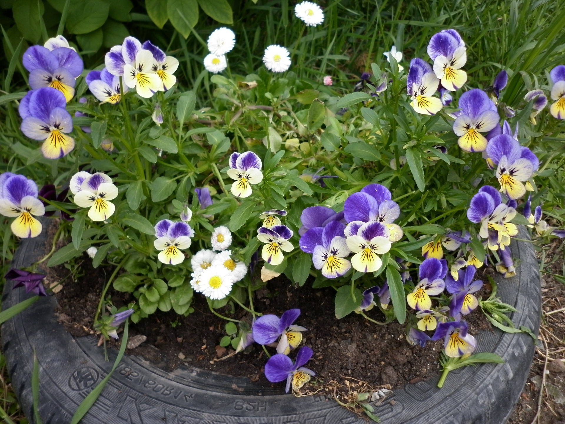 flowers flower flora nature garden leaf violet blooming floral summer growth petal viola pansy color season grass bright outdoors botanical