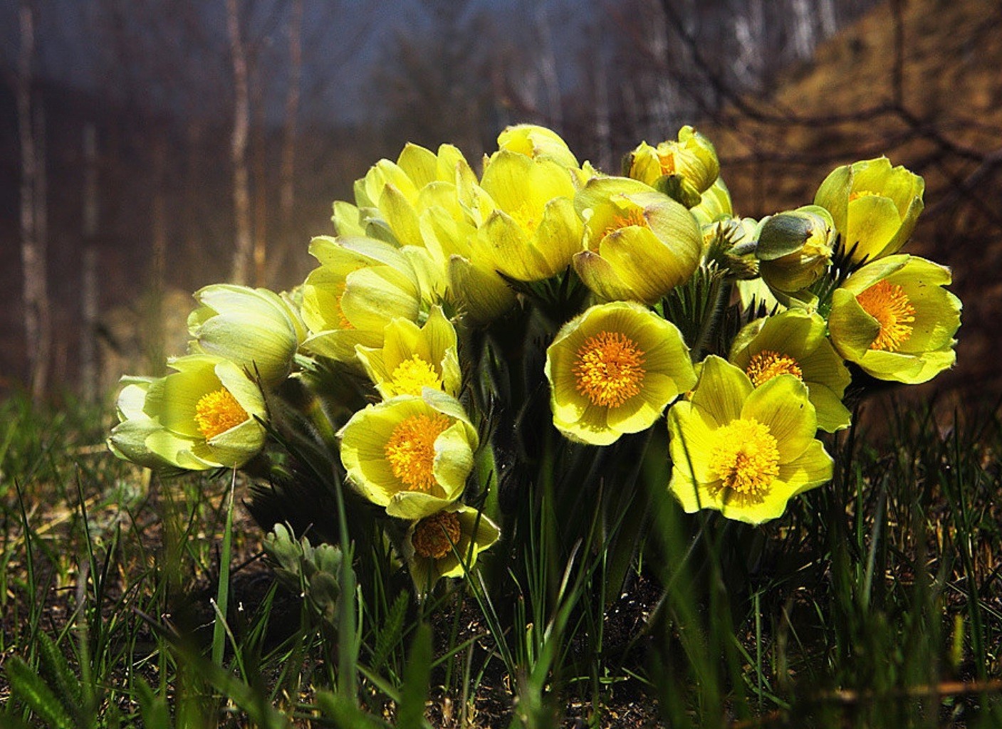 fiori natura fiore foglia flora colore stagione vivid garden park floreale bloom estate petalo tulipano campo all aperto bella vivid