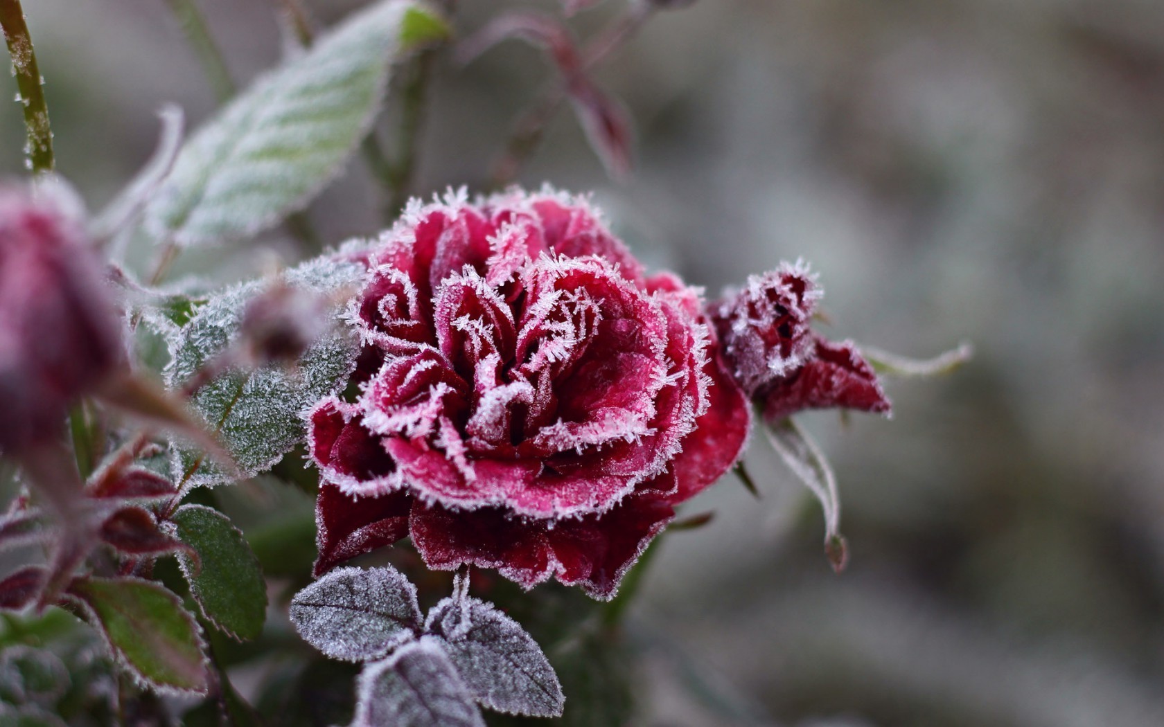 fleurs nature fleur flore feuille gros plan jardin rose couleur arbuste à l extérieur saison arbre bluming floral gel branche belle hiver décoration