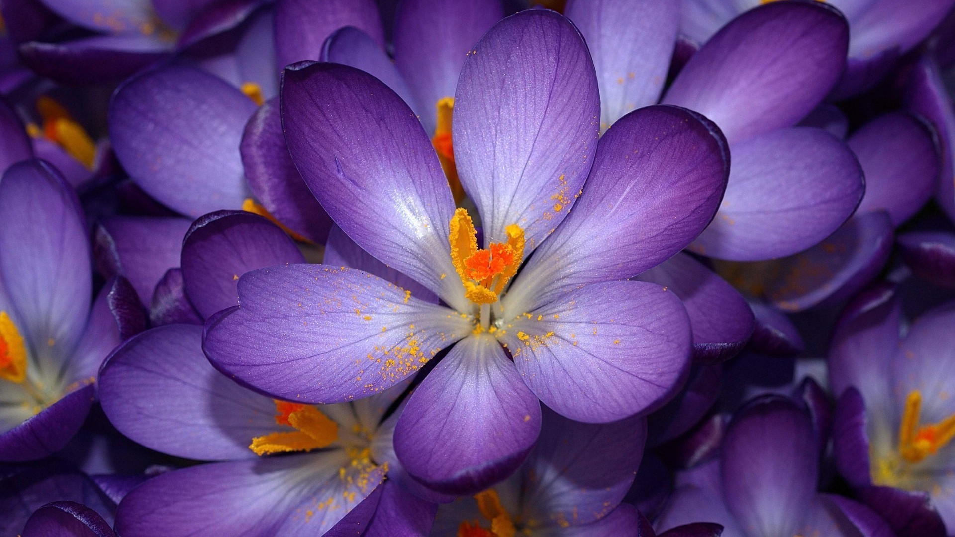 primo piano natura fiore flora giardino foglia