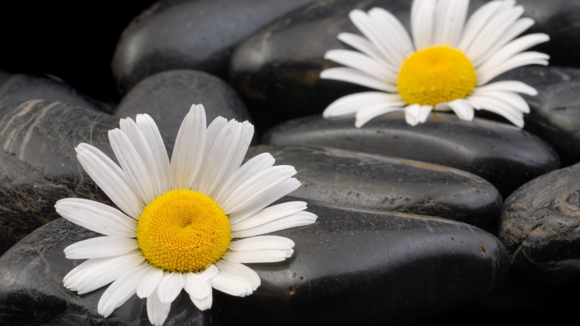 papatyalar doğa çiçek yakın çekim flora masaüstü yaz