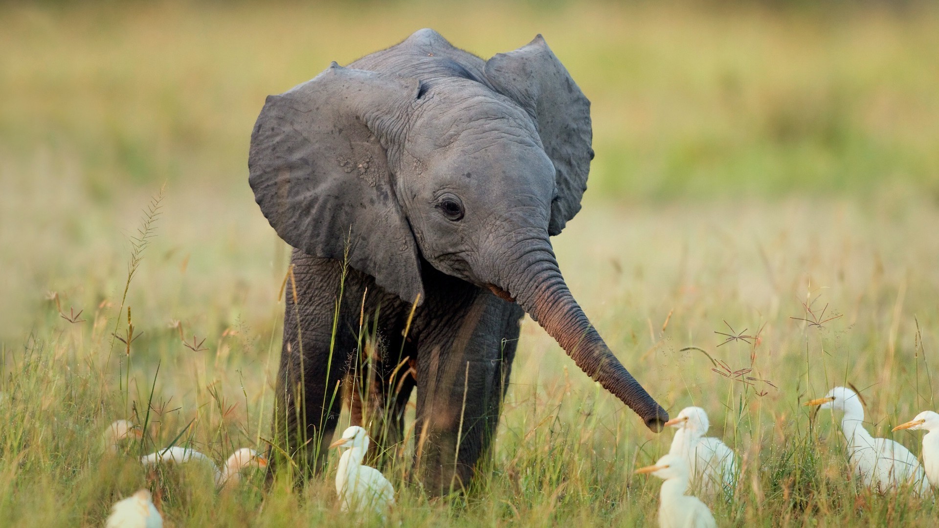 elefanti fauna selvatica animale mammifero safari elefante erba natura selvaggio savana