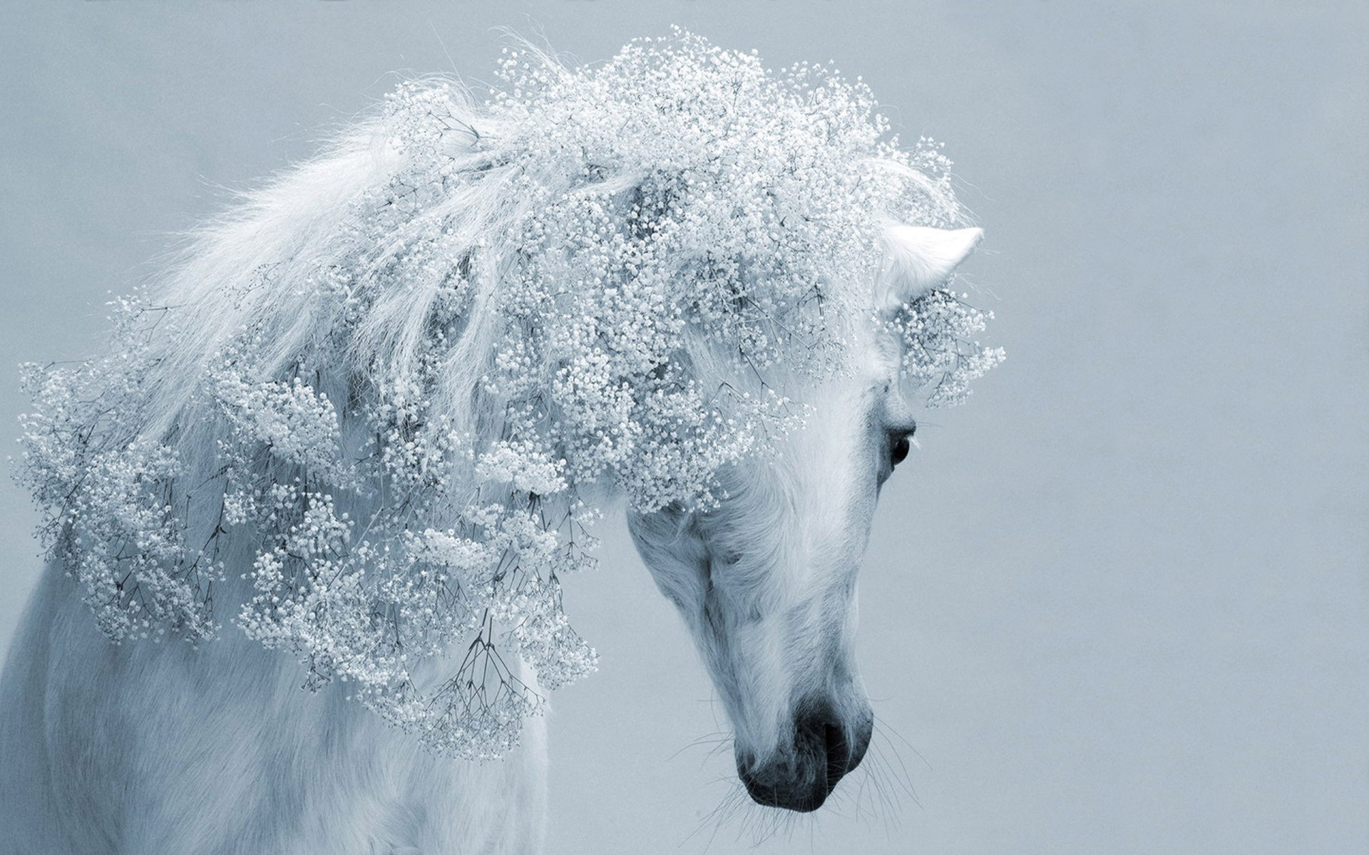 horses snow winter cold ice frost frozen nature frosty outdoors landscape weather