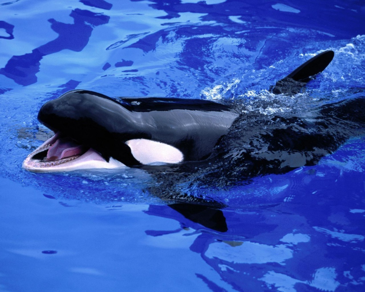 animaux ventilateur sous-marin baleine natation dauphin eau océan mer poissons fin aquatique la faune plongée mammifère marine flipper nature