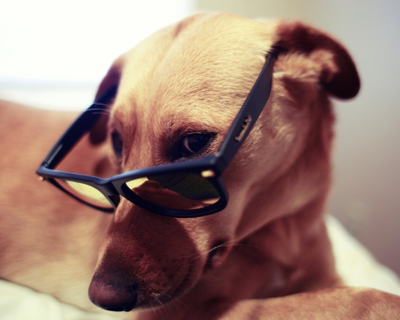 dogs portrait dog cute one funny sunglasses eye man adult face pet indoors looking puppy mammal eyewear canine girl humor