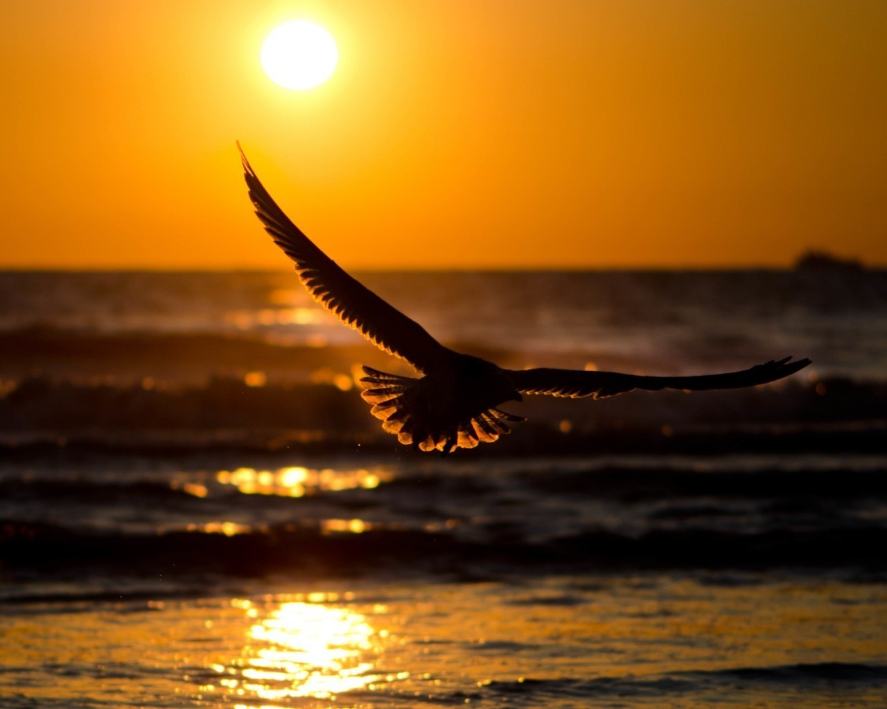 animais pôr do sol sol amanhecer praia gaivotas pássaro mar crepúsculo noite água oceano céu natureza reflexão voar voo lago bom tempo paisagem