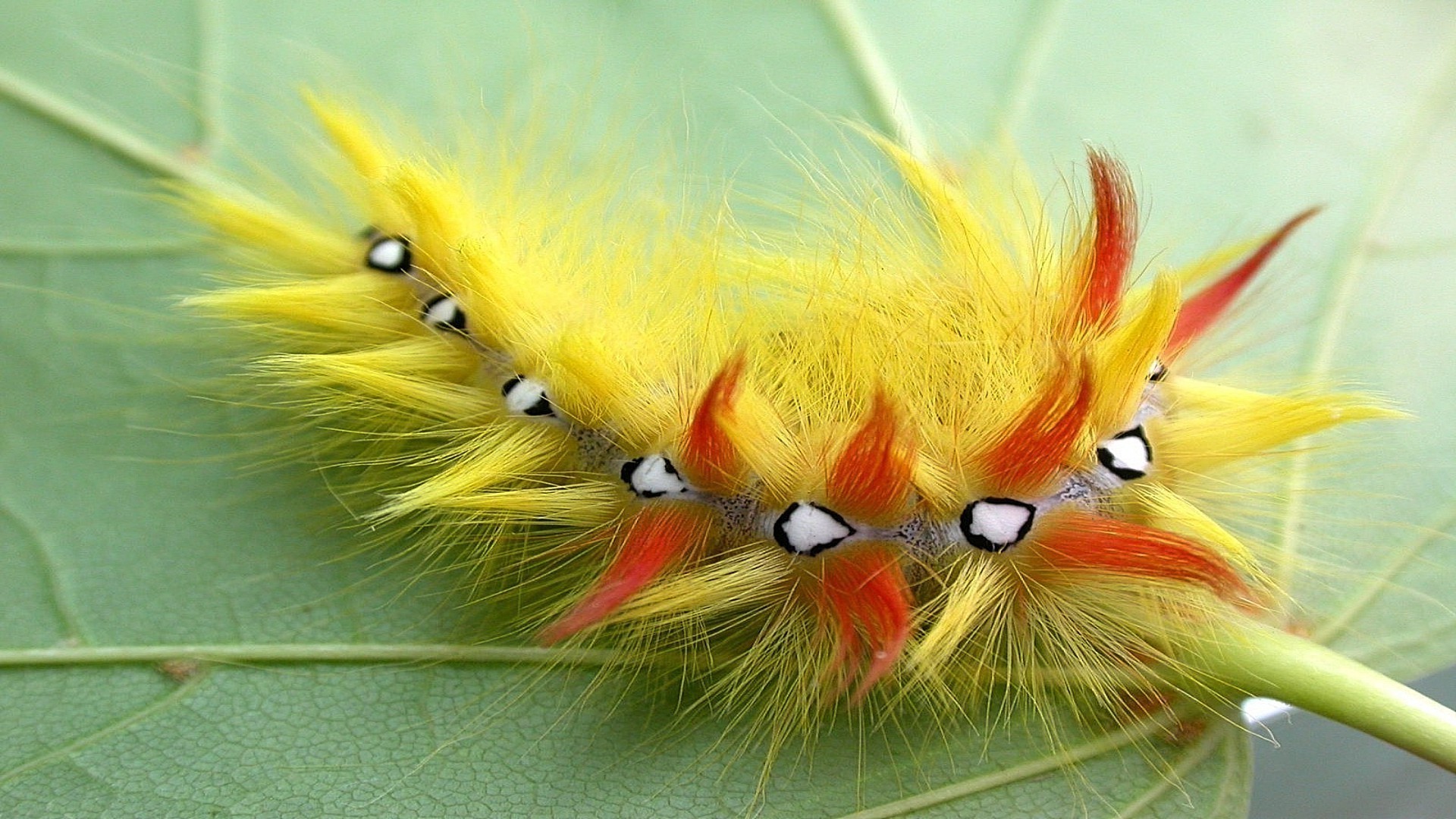 animals nature insect butterfly animal color wing close-up wildlife caterpillar summer flower desktop tropical close beautiful