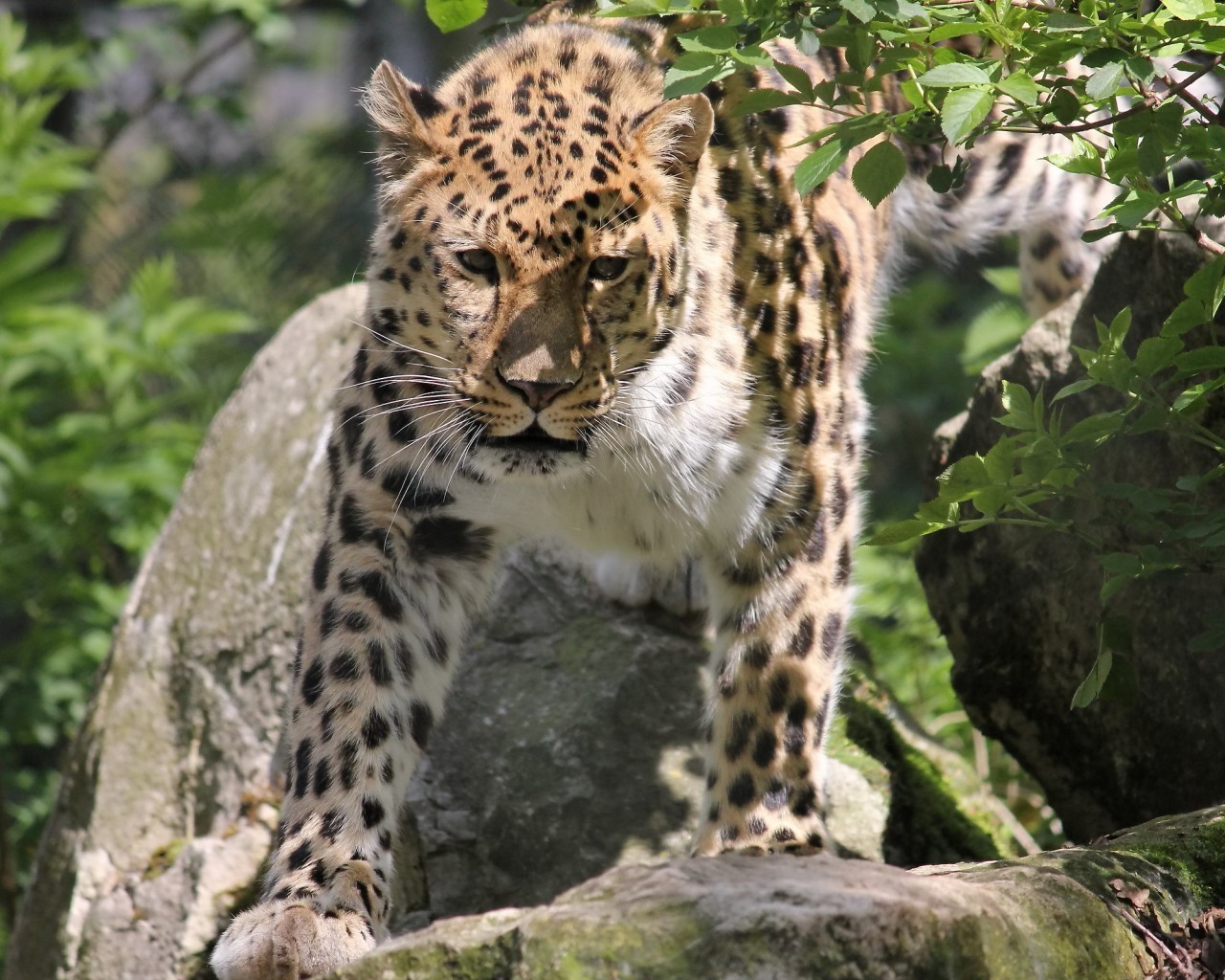 leopardos vida silvestre gato mamífero leopardo depredador carnívoro animal zoológico naturaleza salvaje grande piel cazador safari en peligro de extinción selva retrato especie en peligro de extinción pantera peligro