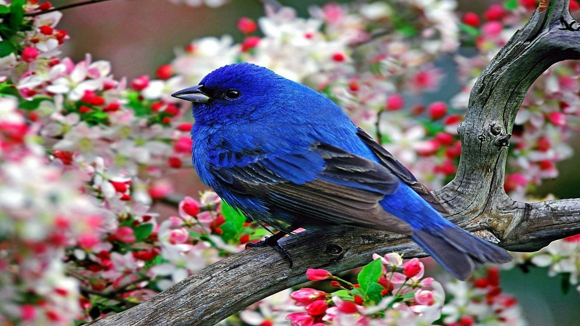 tiere blume garten natur vogel baum farbe im freien park blatt