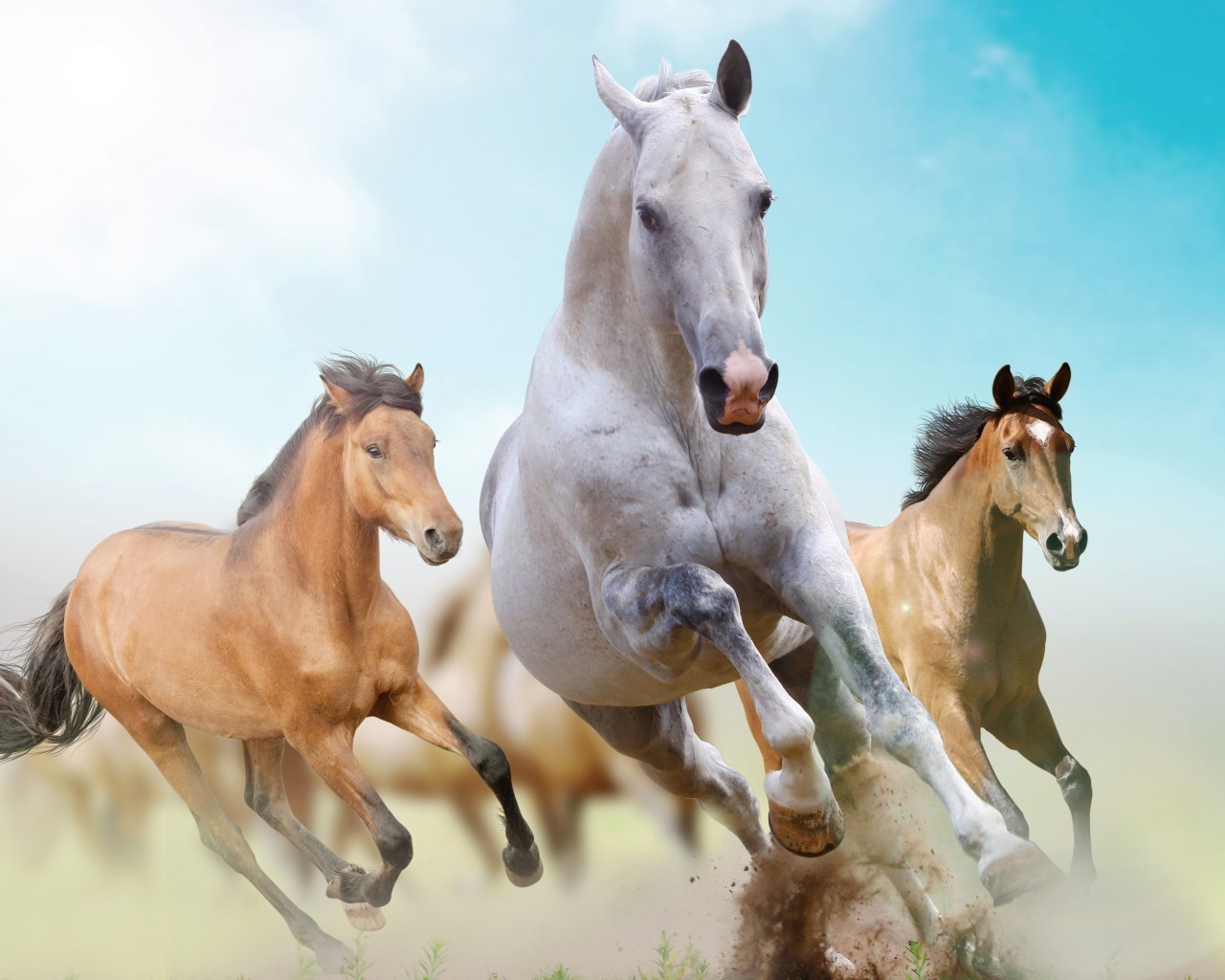 cavalos cavalo cavalaria garanhão mare equestre criação de cavalos mamífero mane rápido pônei skoko puro-sangue castanha animal sentado dois cavalo de corrida potro colt fazenda