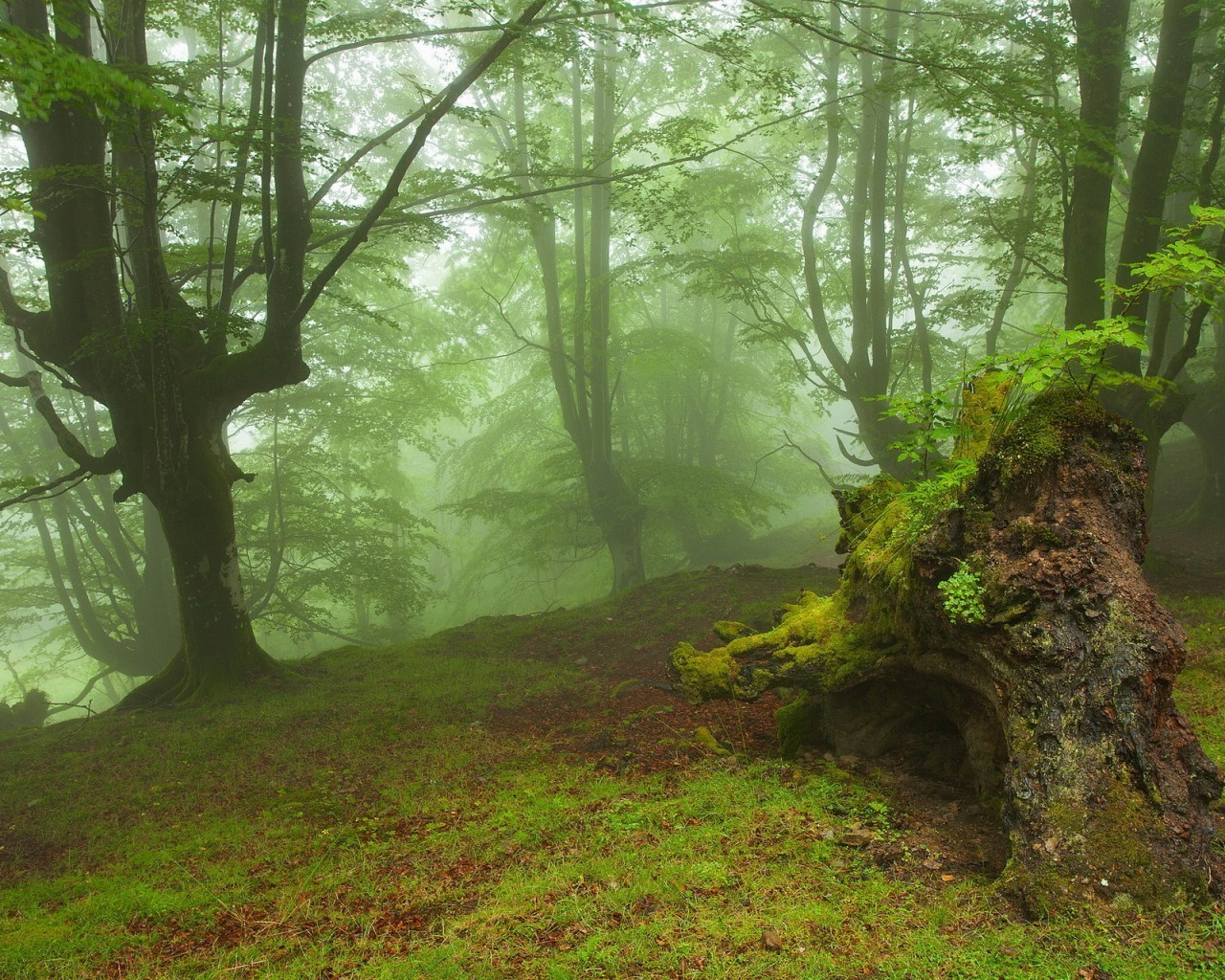 yaz ahşap manzara park yosun ağaç yaprak çevre doğa sonbahar yemyeşil kayın ışık sis su doğal rehberlik fern flora gün ışığı