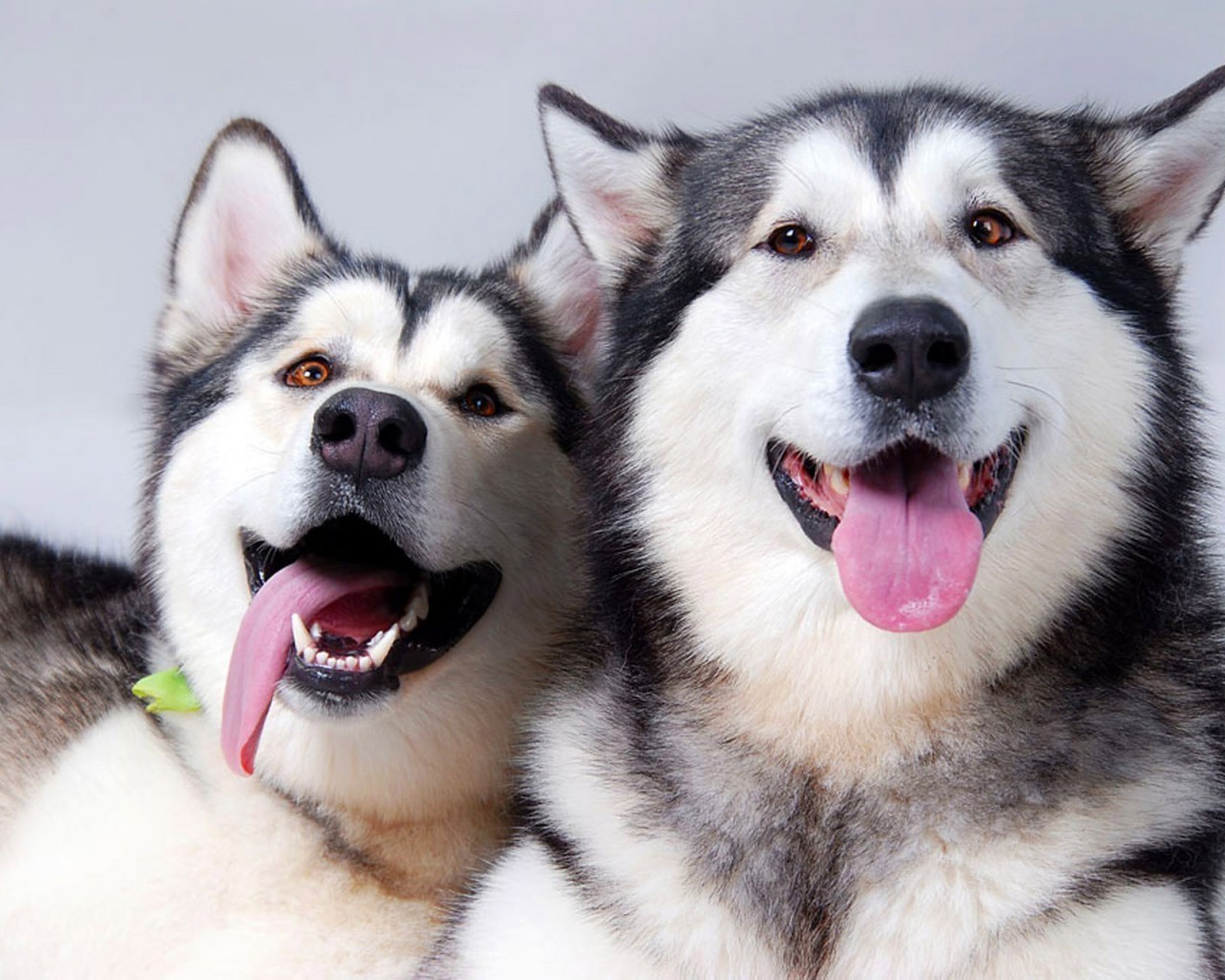 chien chien cynologue mammifère animal de compagnie race pur-sang chien esquimau traîneau loup langue chiot pedigree sibérien portrait mignon domestique animal obéissance amitié fourrure