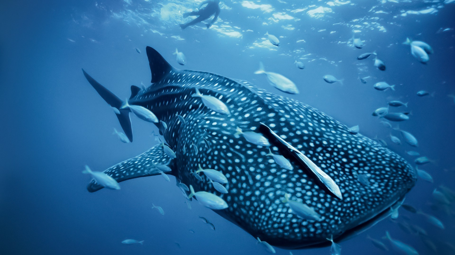 animales bajo el agua peces natación shark agua buceo coral submarino océano mar arrecife vida silvestre snorkel tropical