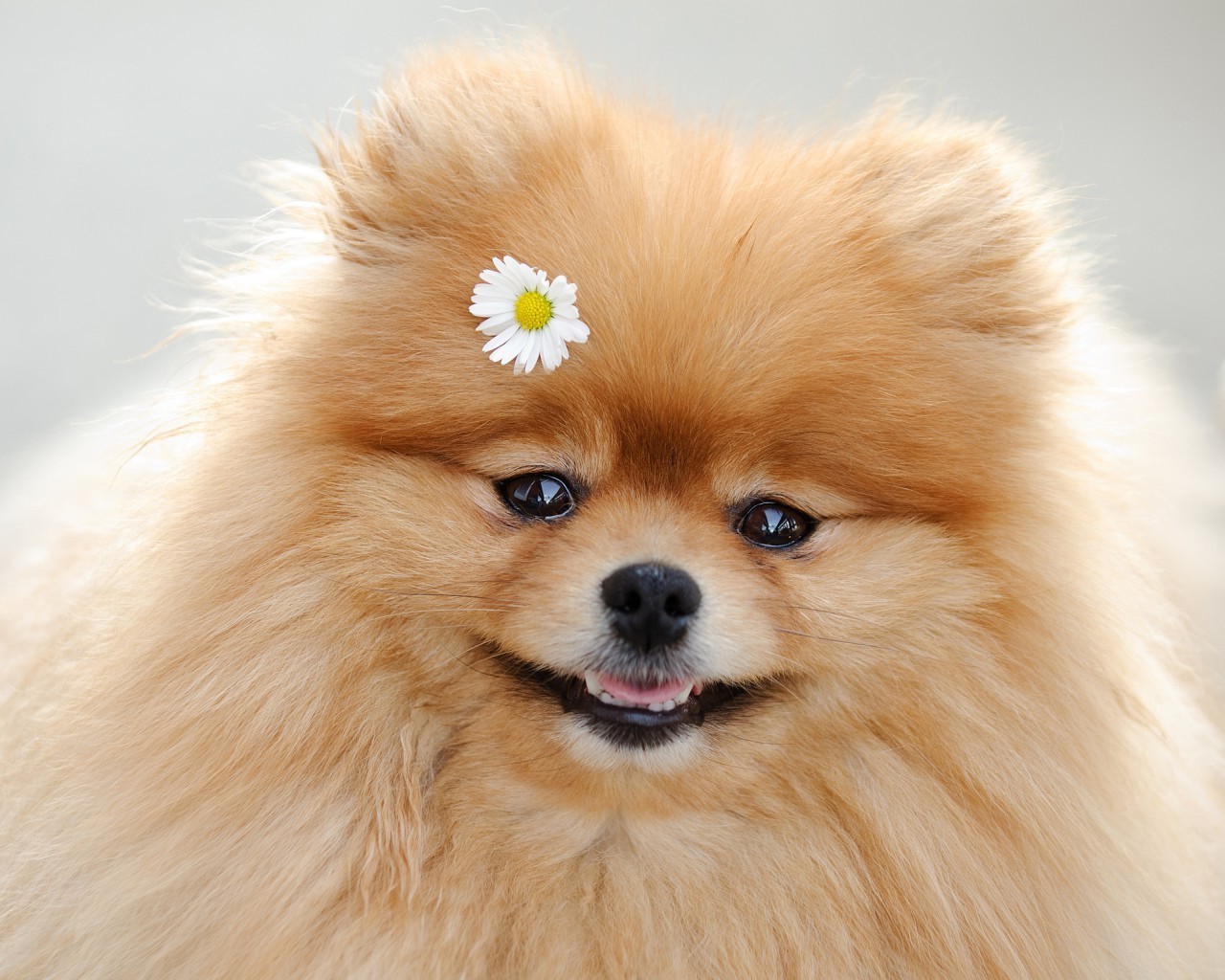 dogs dog spitz pomeranian mammal cute canine downy animal pet puppy fur little portrait breed purebred miniature domestic studio furry looking