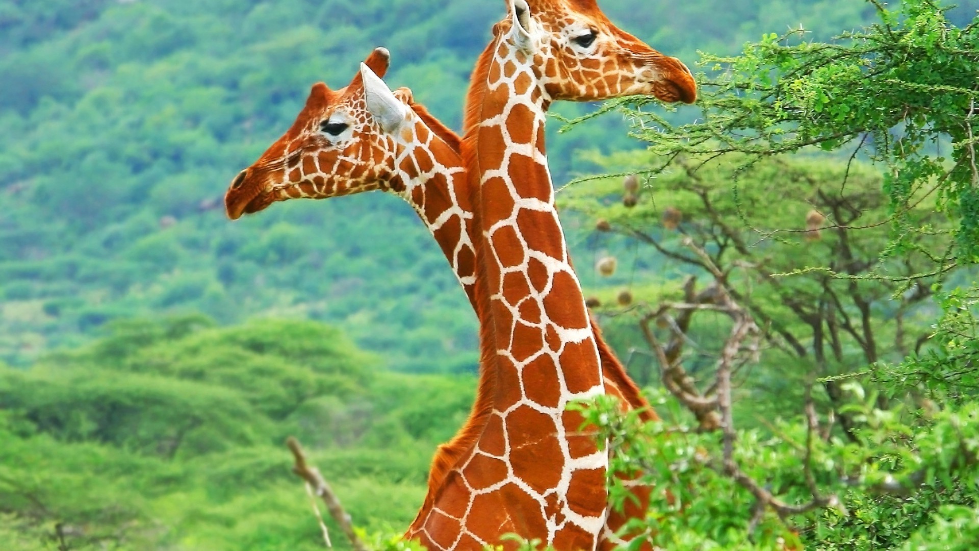 giraffes nature giraffe wildlife wild animal long park safari neck outdoors grass