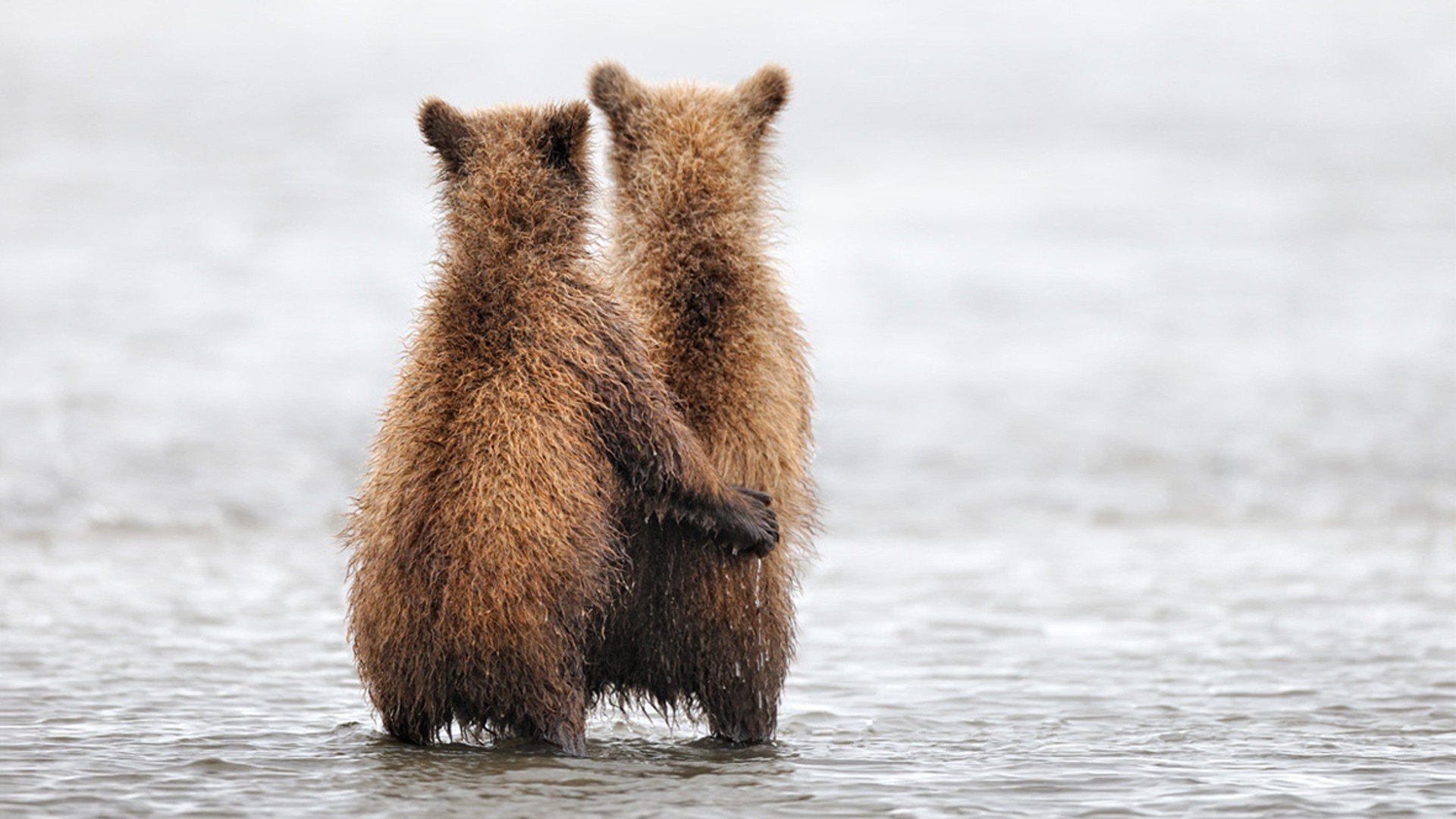 orsi acqua mammifero fauna selvatica all aperto natura pelliccia