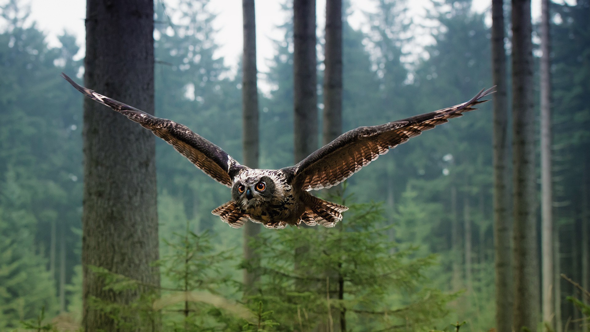 zwierzęta drewno natura raptor drzewo ptak przyroda na zewnątrz dziki orzeł portret światło dzienne