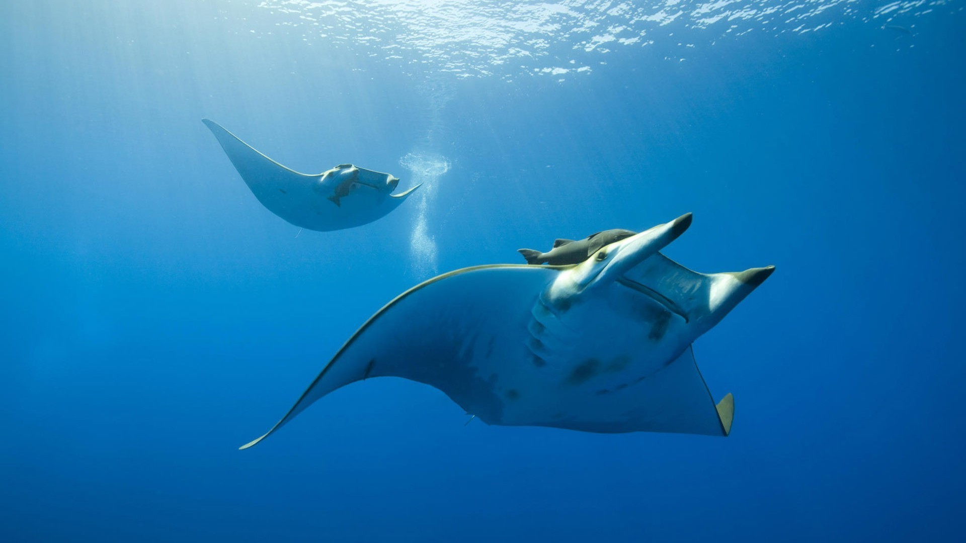 animaux sous-marin poissons eau plongée natation requin océan faune mer