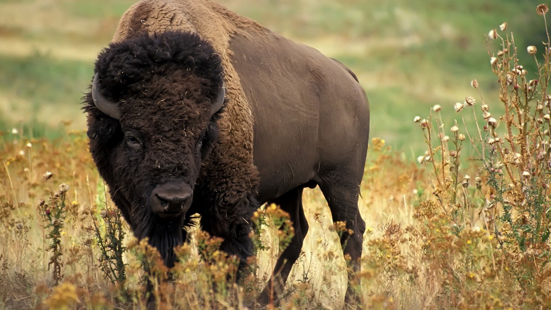 animais mamífero animal grama gado vida selvagem natureza ao ar livre touro pastagem bisão gado vaca