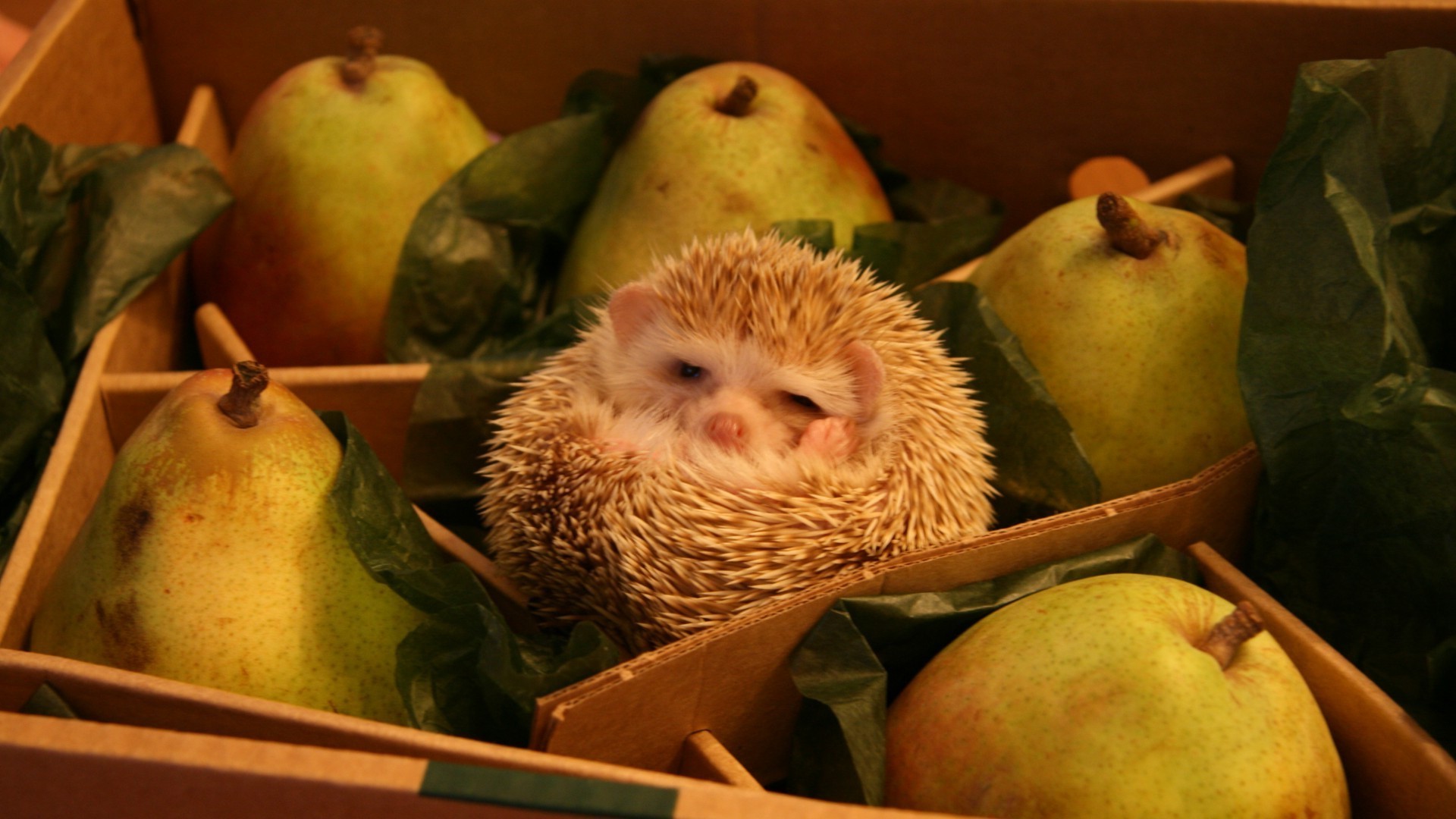 animais crescer comida frutas maçã ainda vida sozinho dentro de casa mercado