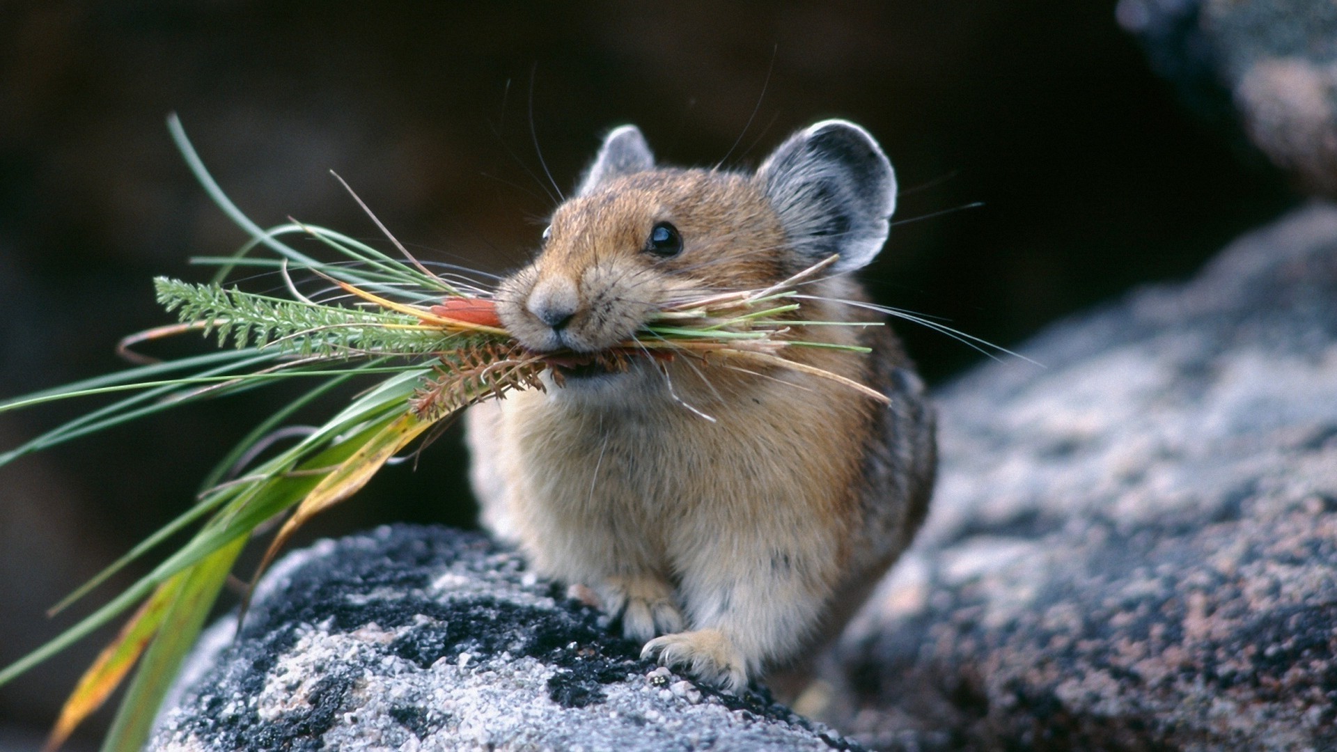 animales naturaleza roedor vida silvestre animal al aire libre mamífero pequeño salvaje lindo