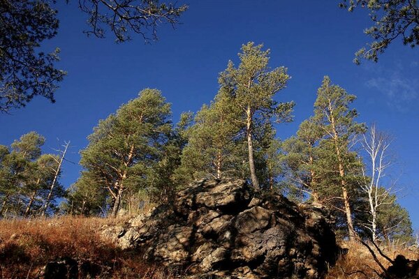 Nature landscape of forest trees