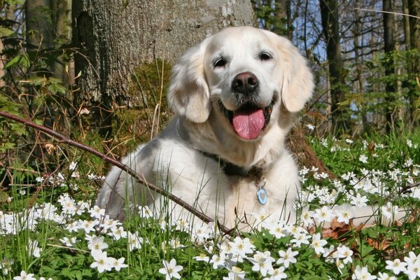 Biały ładny Labrador w lesie