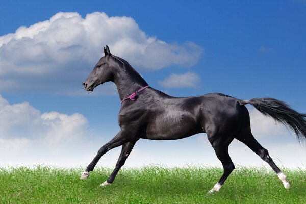 A black horse runs across the field